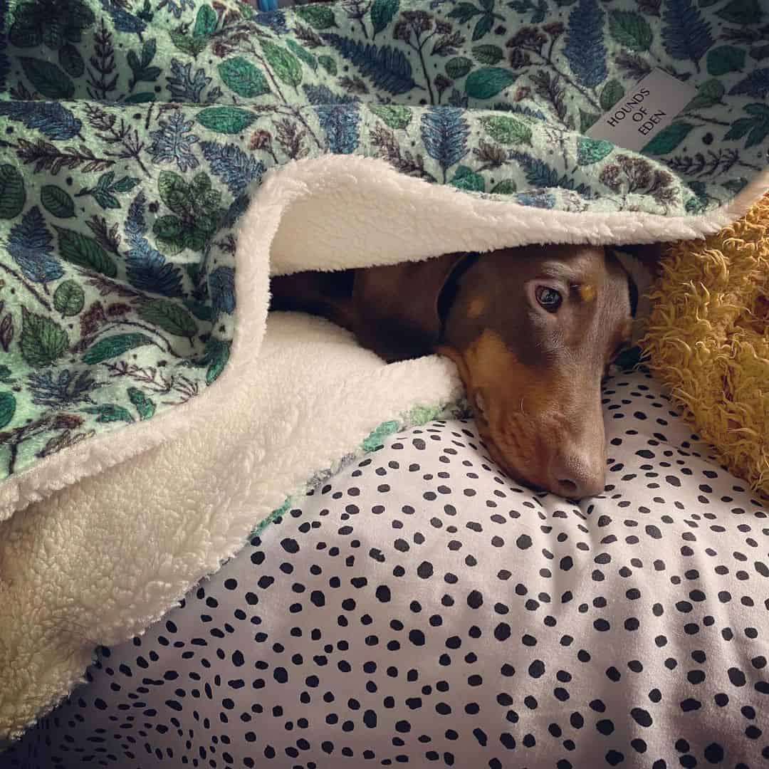 dachshund bajo una manta
