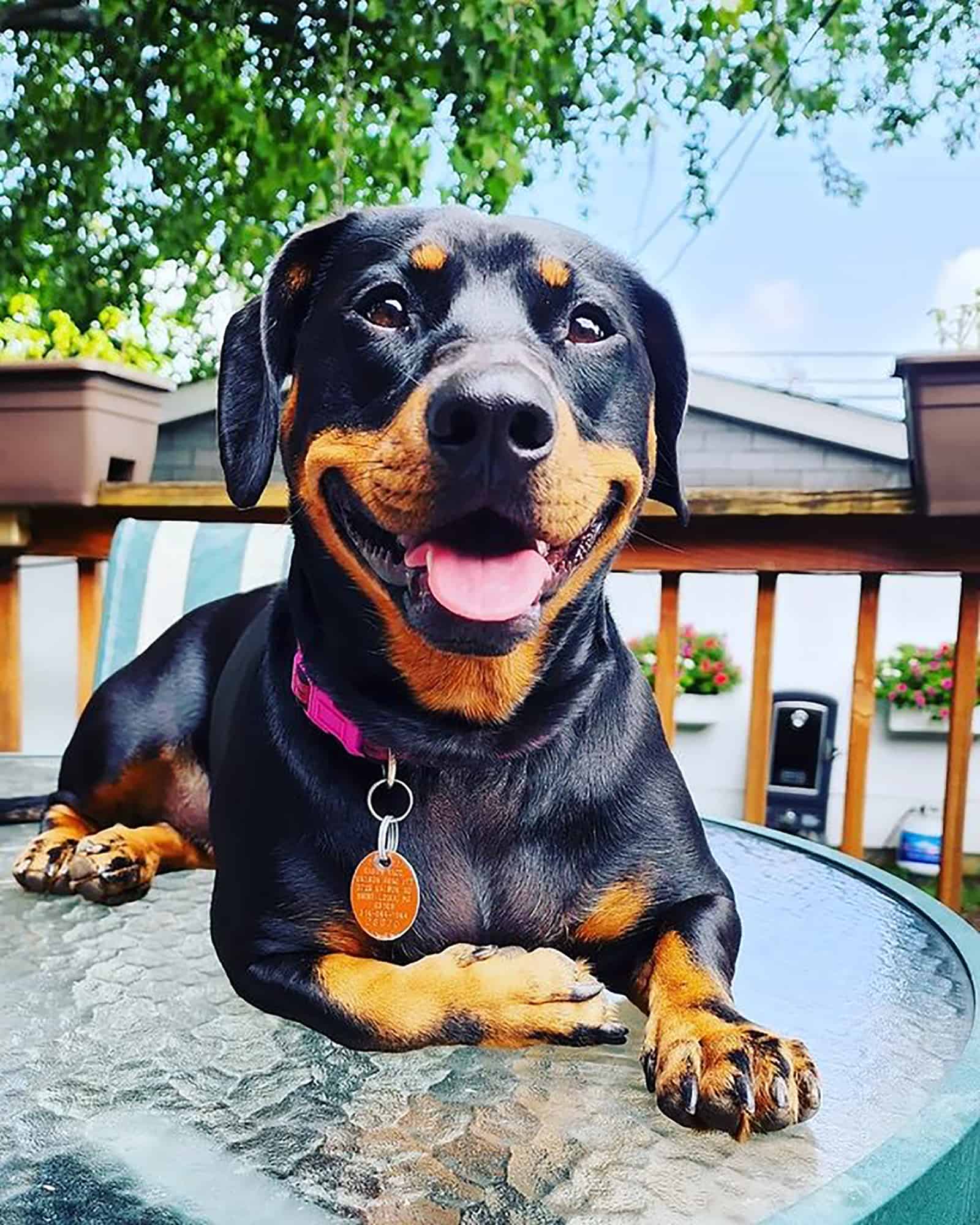 dachsweiler acostado en la mesa