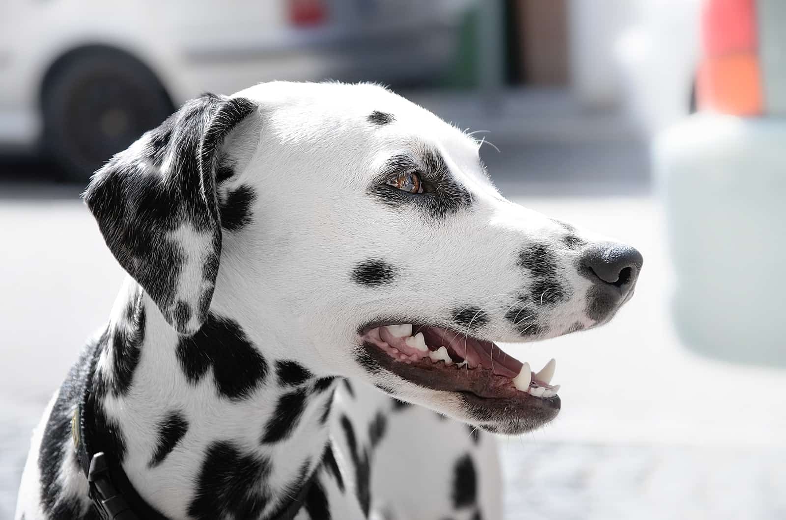 dálmata mirando hacia otro lado