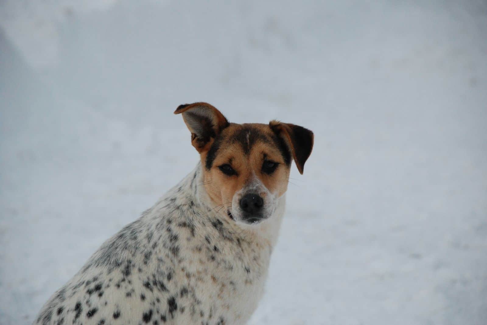 Perro mezcla de dálmata con una oreja levantada de pie en la nieve