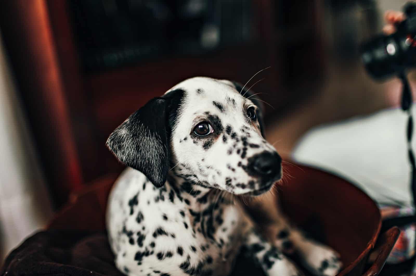 cachorro dálmata