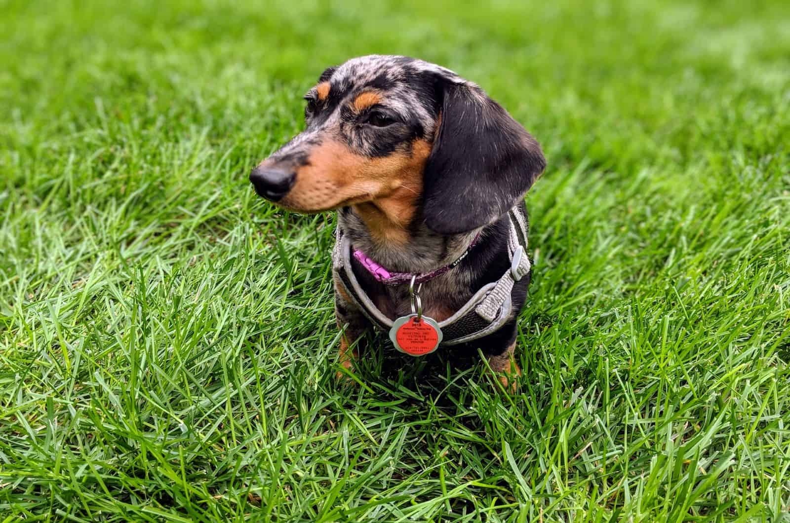 dachshund moteado en el césped