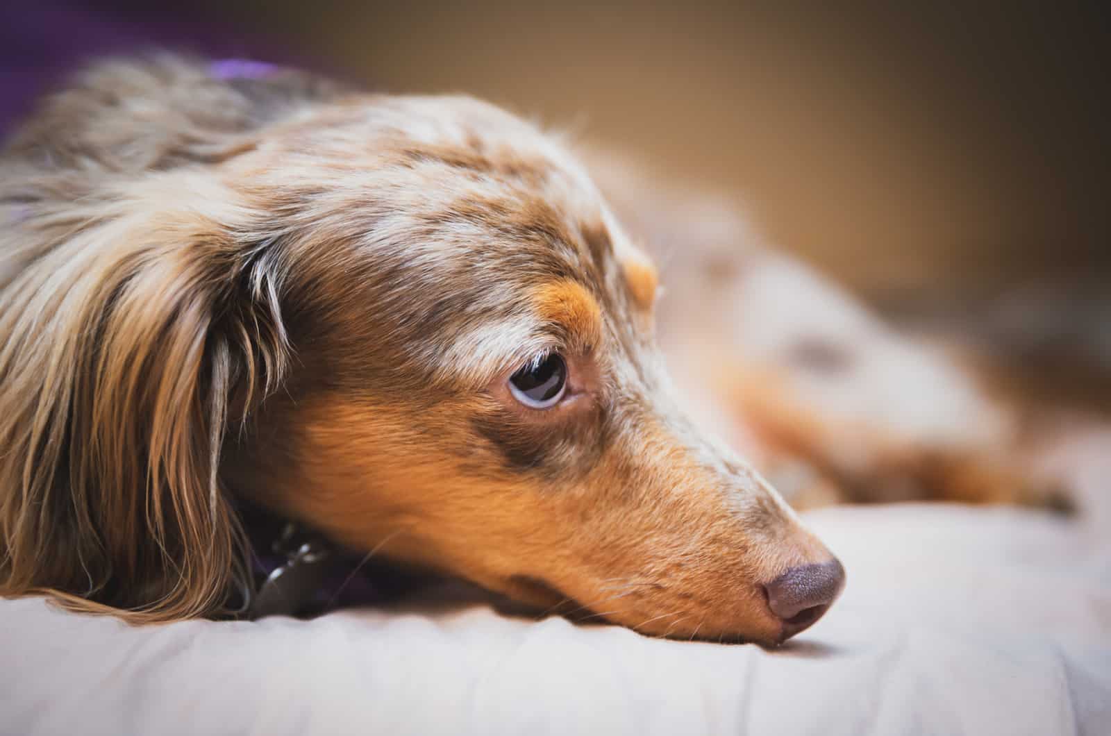dachshund moteado acostado