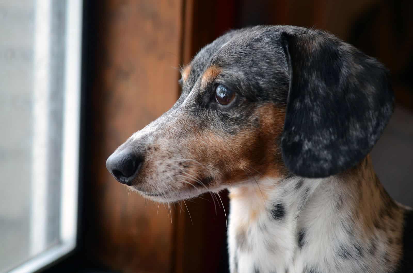 dachshund moteado mirando por la ventana