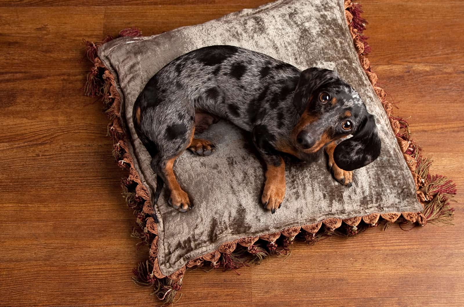 dachshund moteado sobre una almohada