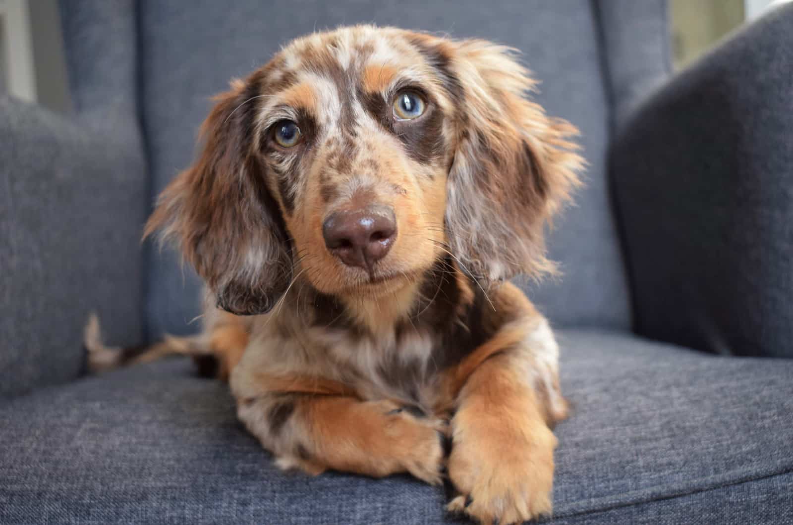 dachshund moteado en un sofá
