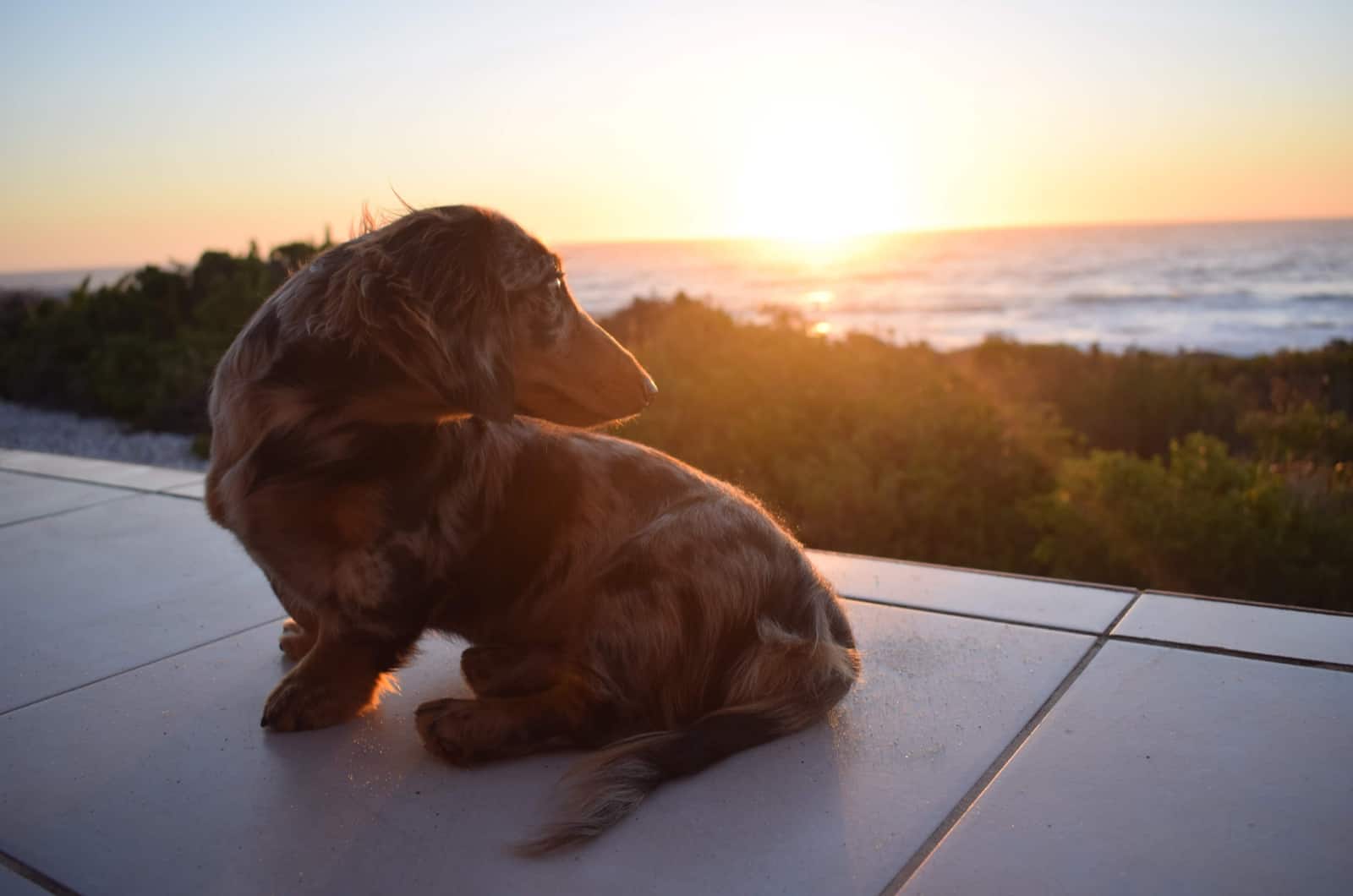 dachshund moteado fotografiado durante una puesta de sol