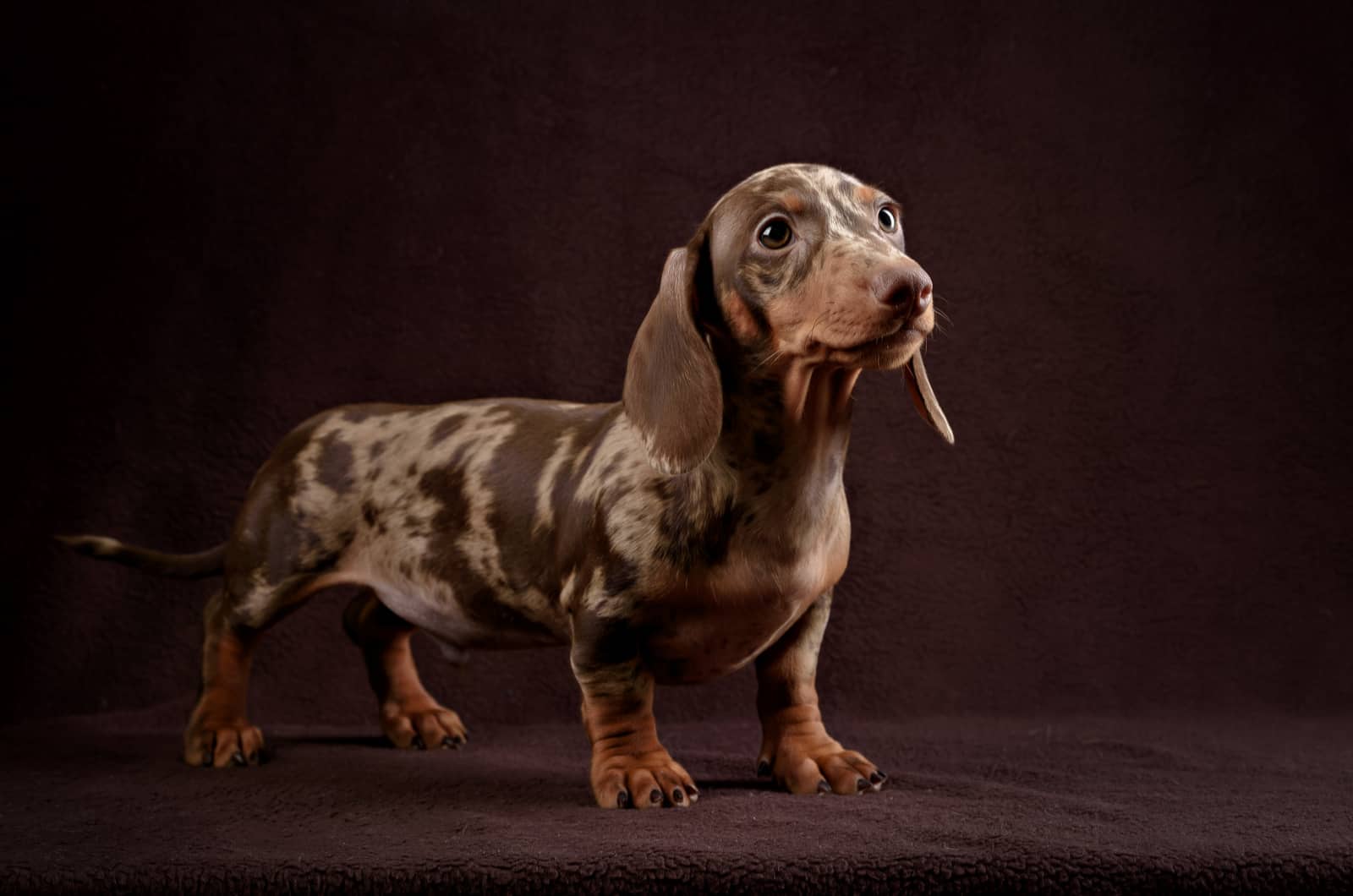 dachshund moteado posando en estudio