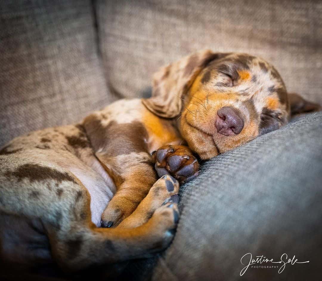cachorro de dachshund moteado durmiendo