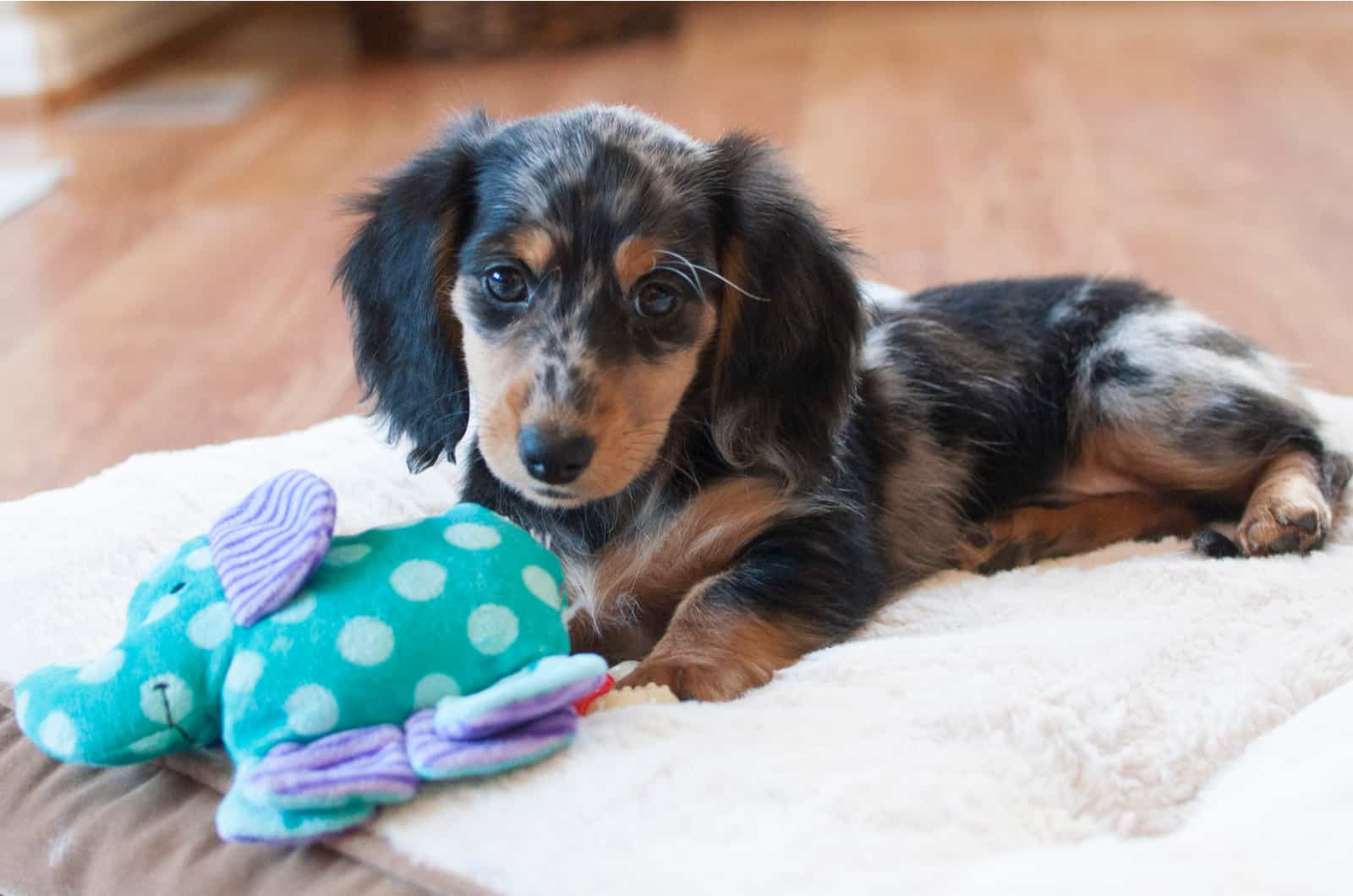 cachorro de dachshund moteado con juguete
