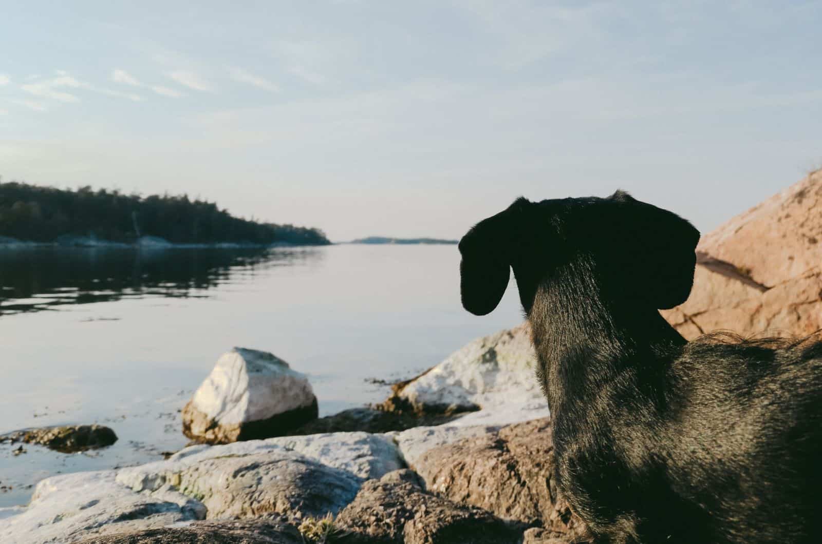 dachshund moteado mirando el lago