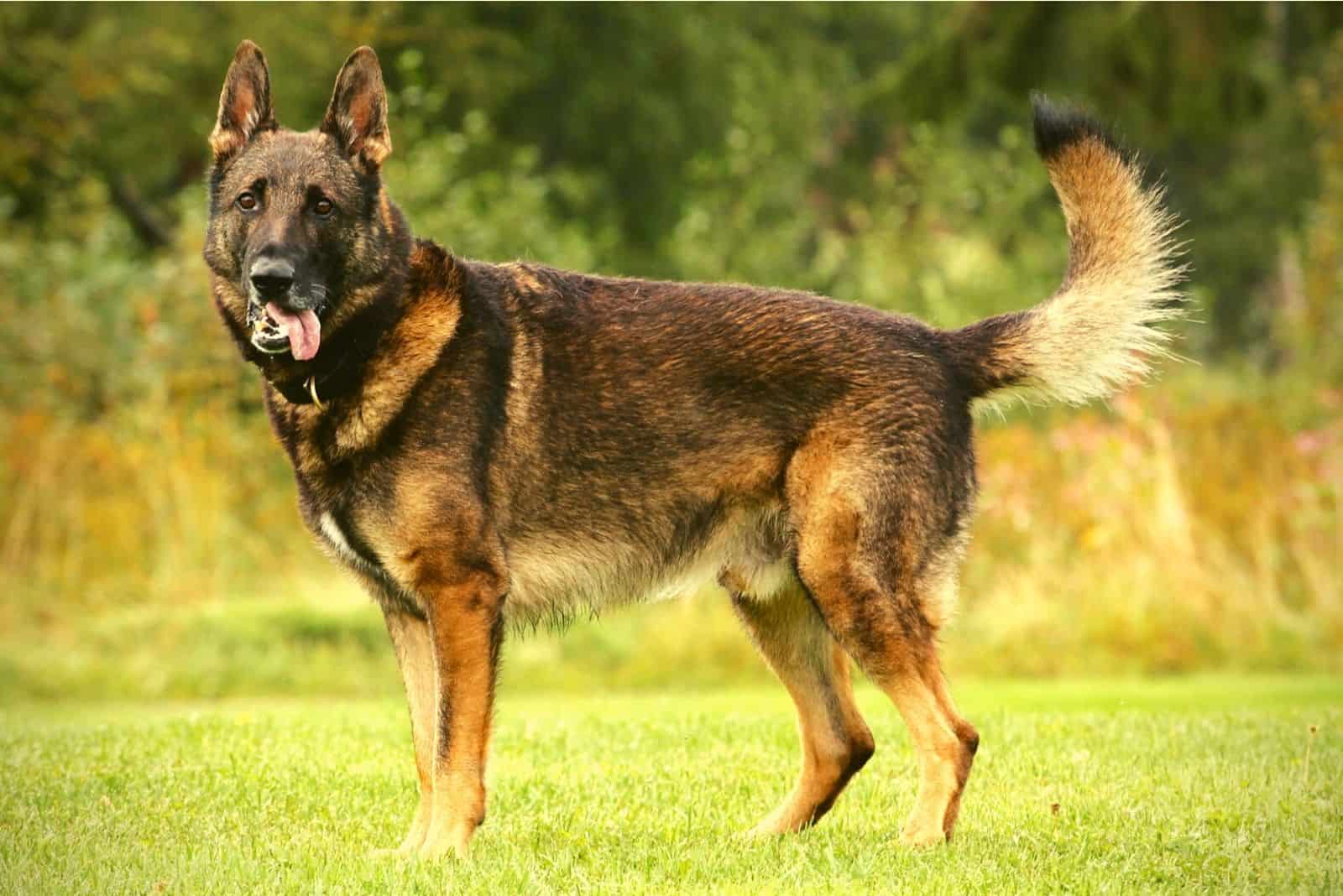 perro pastor alemán sable oscuro de línea de trabajo