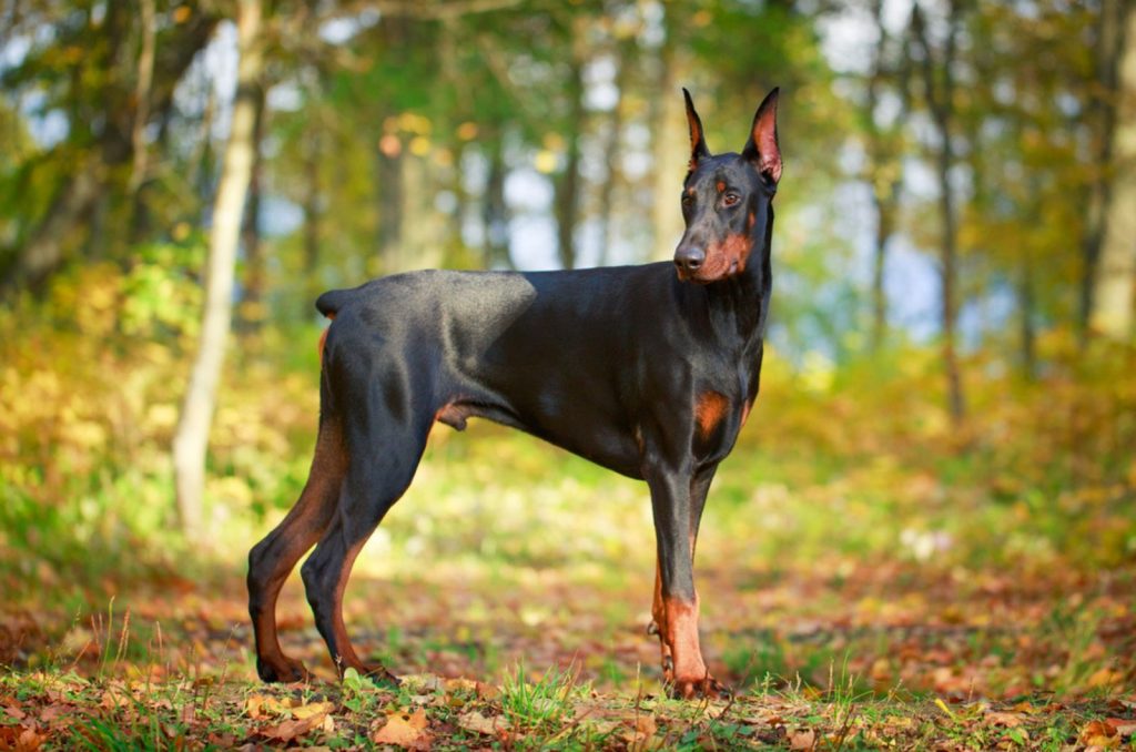doberman en el bosque