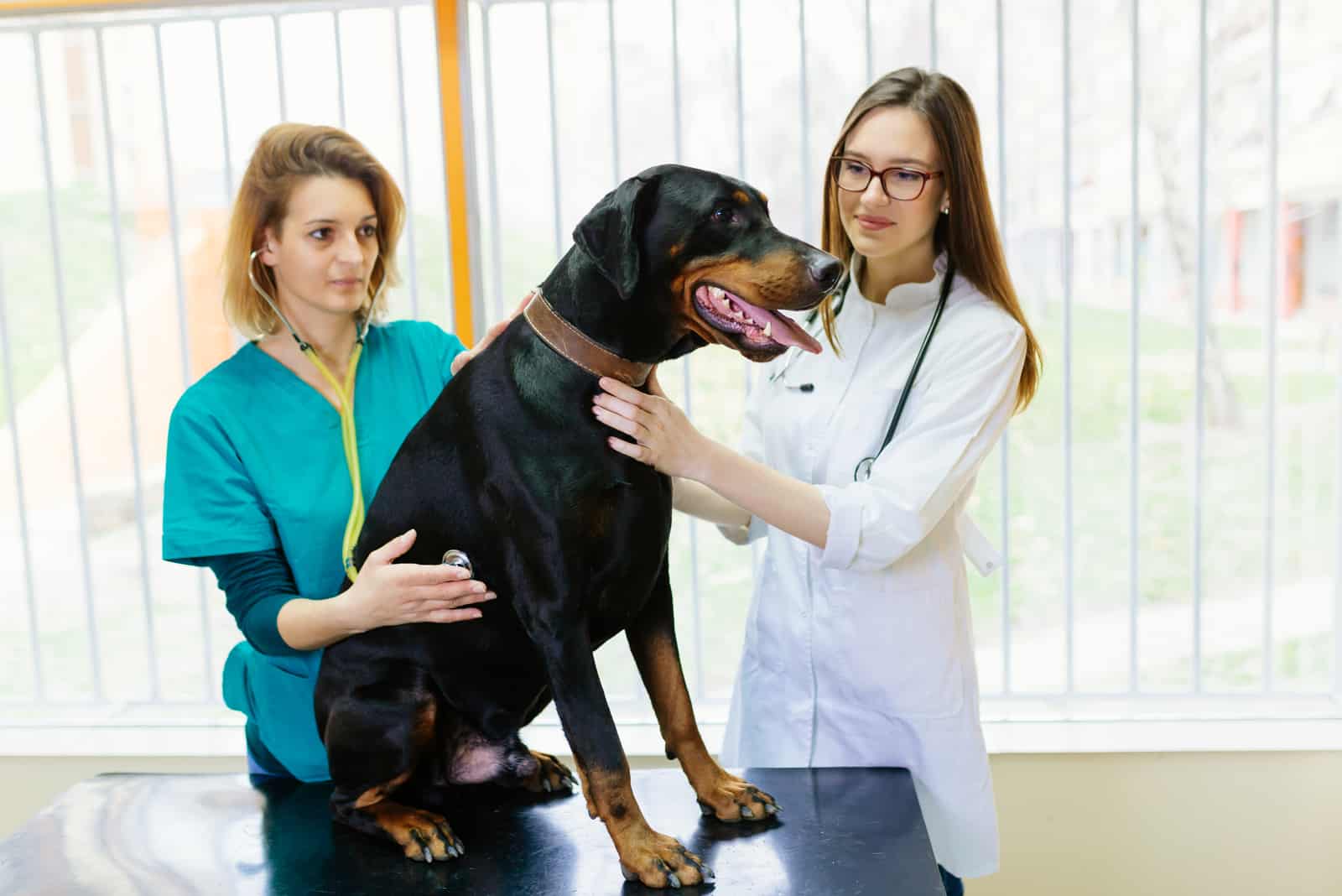 doberman en el veterinario