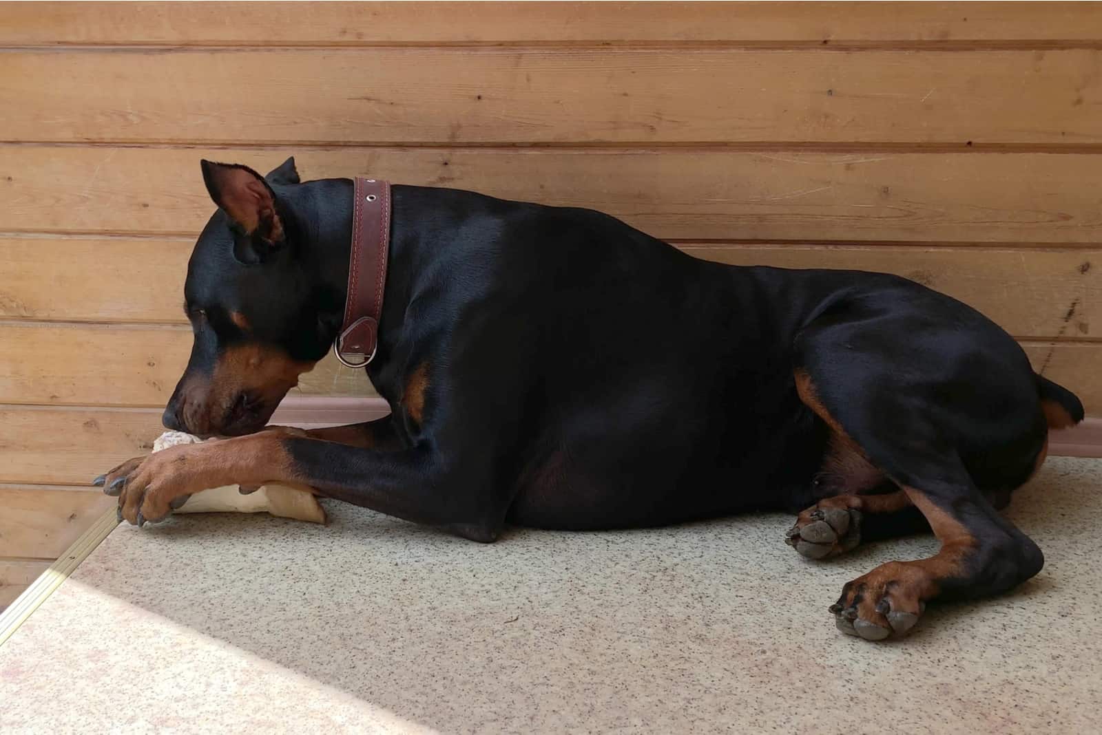 doberman masticando un hueso