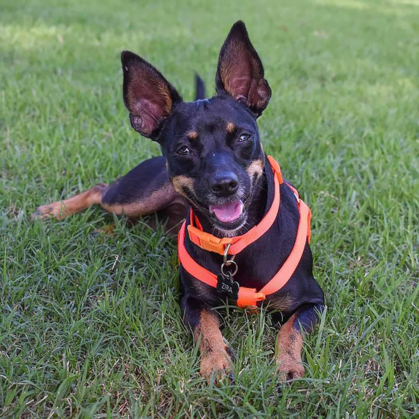 doberman chihuahua acostado en la hierba en el parque
