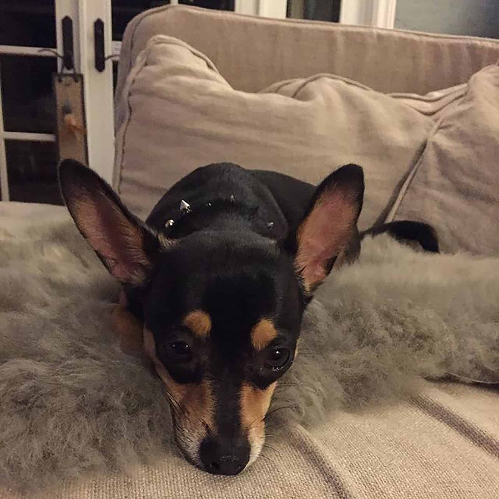 doberman chihuahua acostado en el sofá