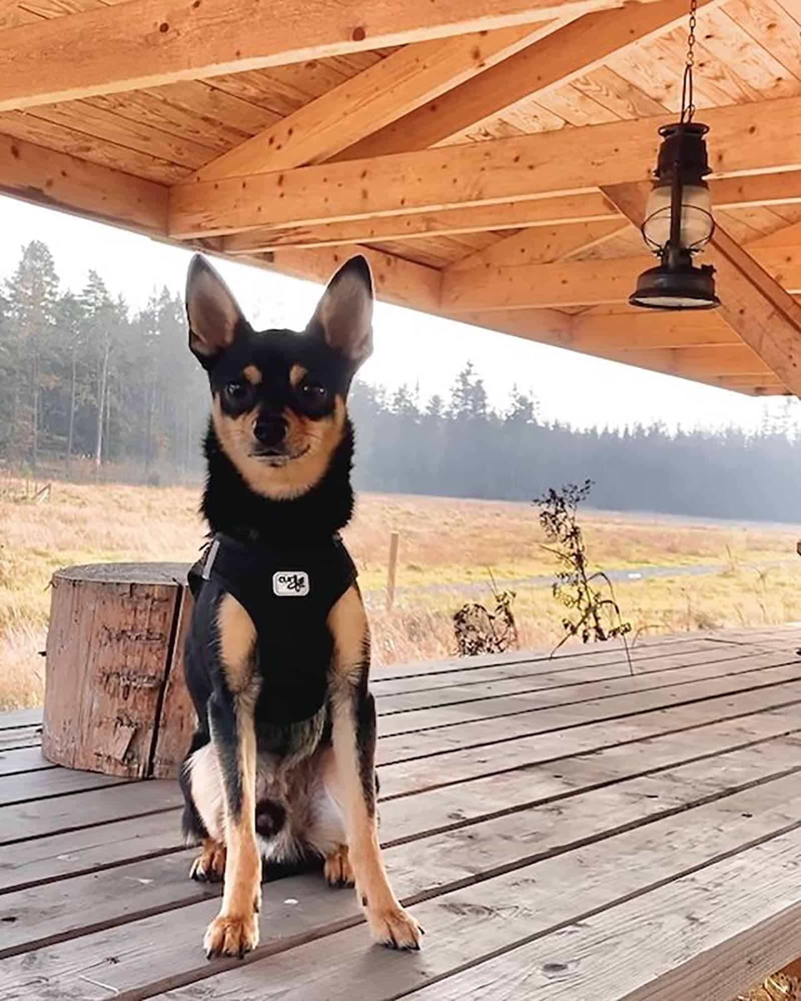 mezcla de Doberman y Chihuahua sentado en la mesa al aire libre