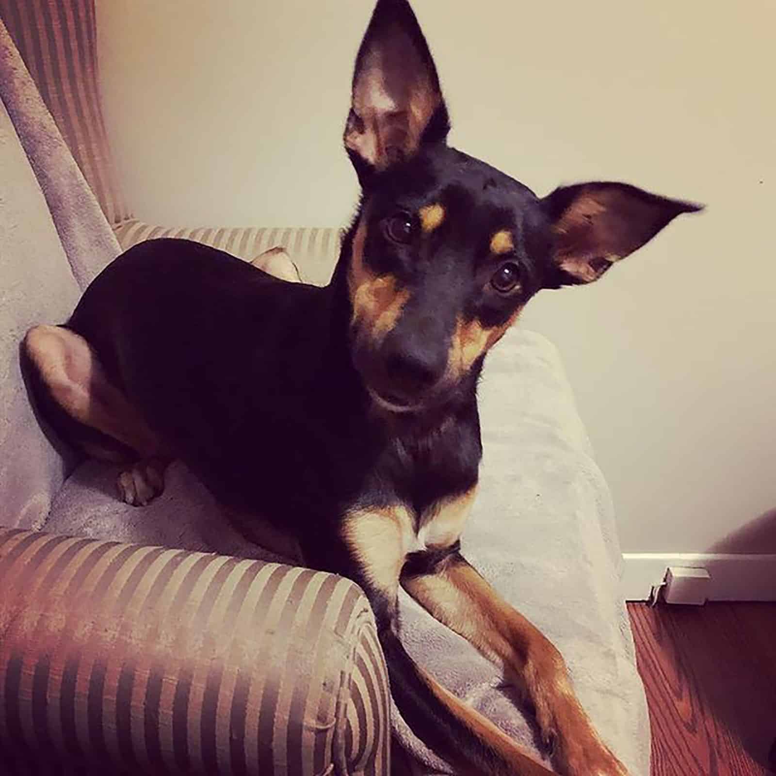 perro mezcla de Doberman y Chihuahua sentado en el sillón