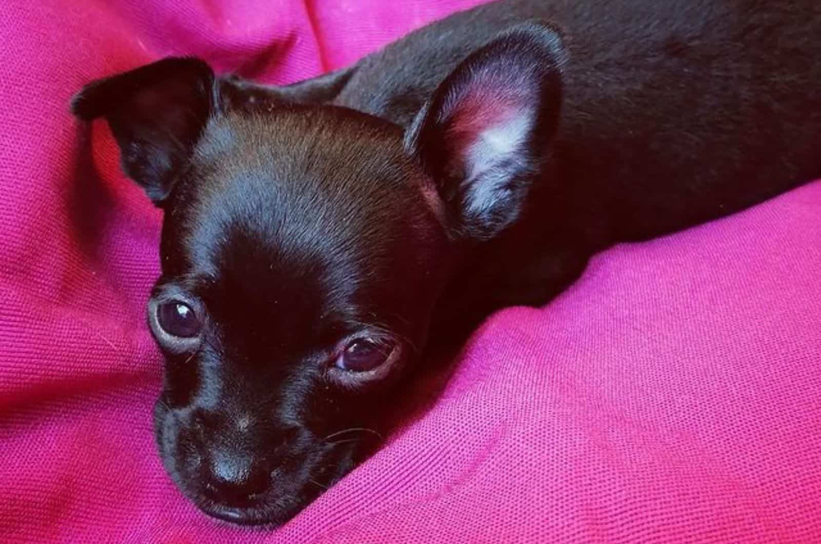 cachorro de doberman chihuahua acostado sobre una manta rosa