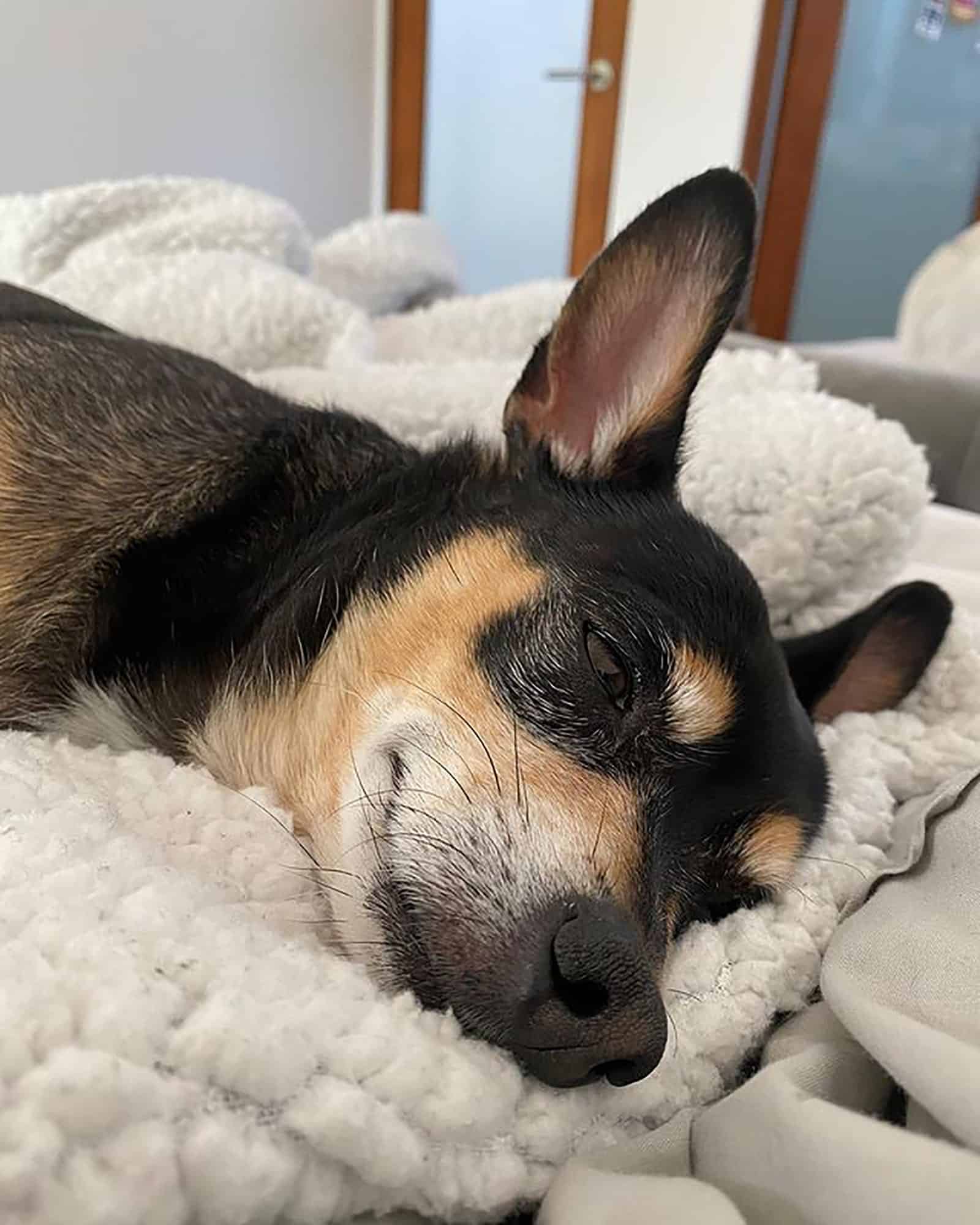 doberman chihuahua durmiendo en la cama