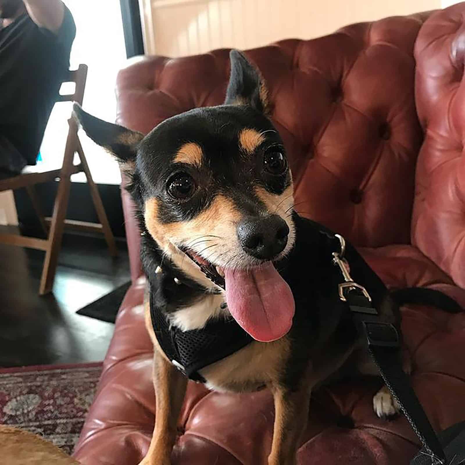 doberman chihuahua con la lengua afuera sentado en el sofá
