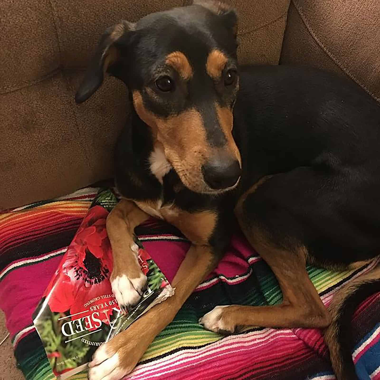 doberman chihuahua sentado en el sofá