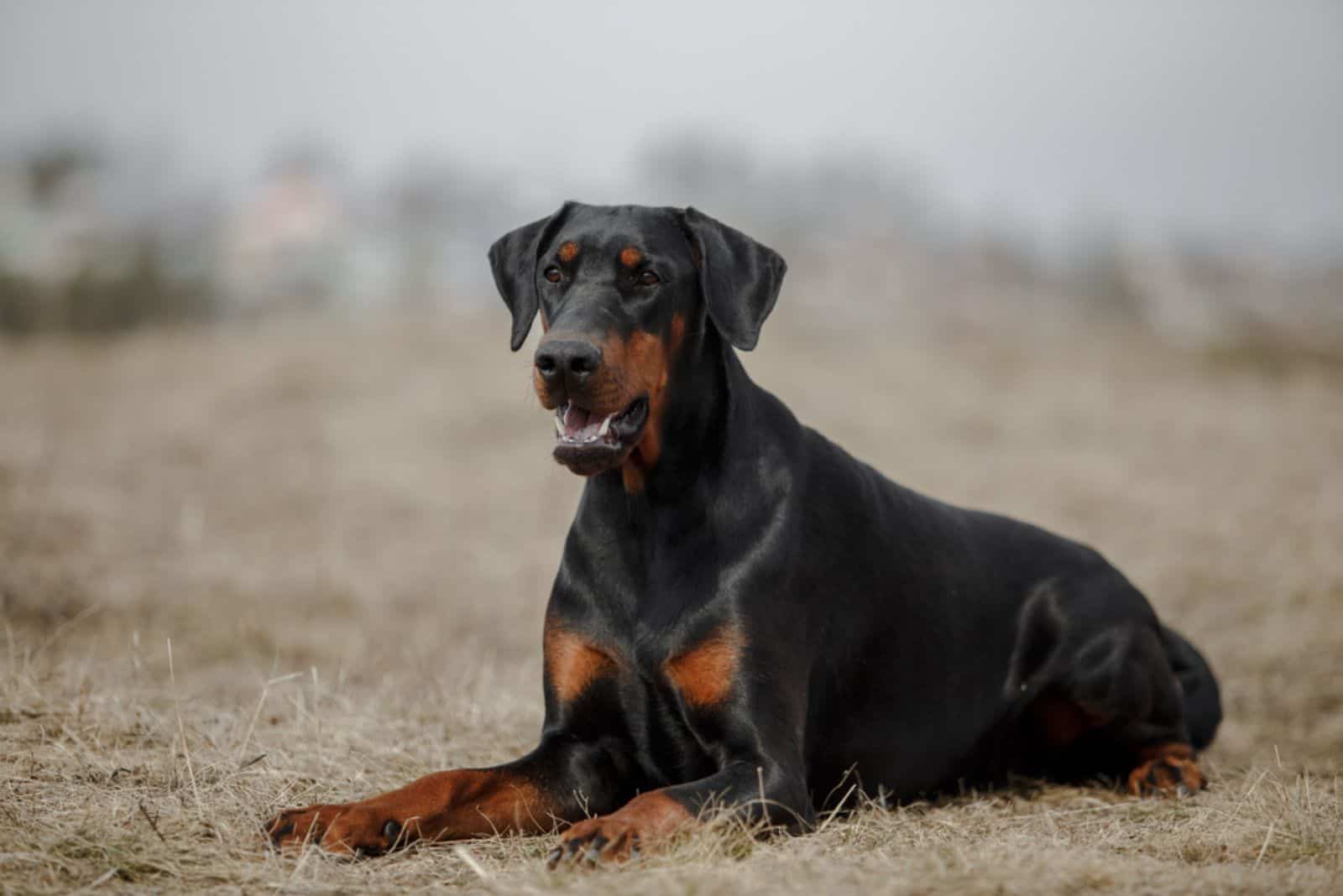 perro doberman en otoño tardío