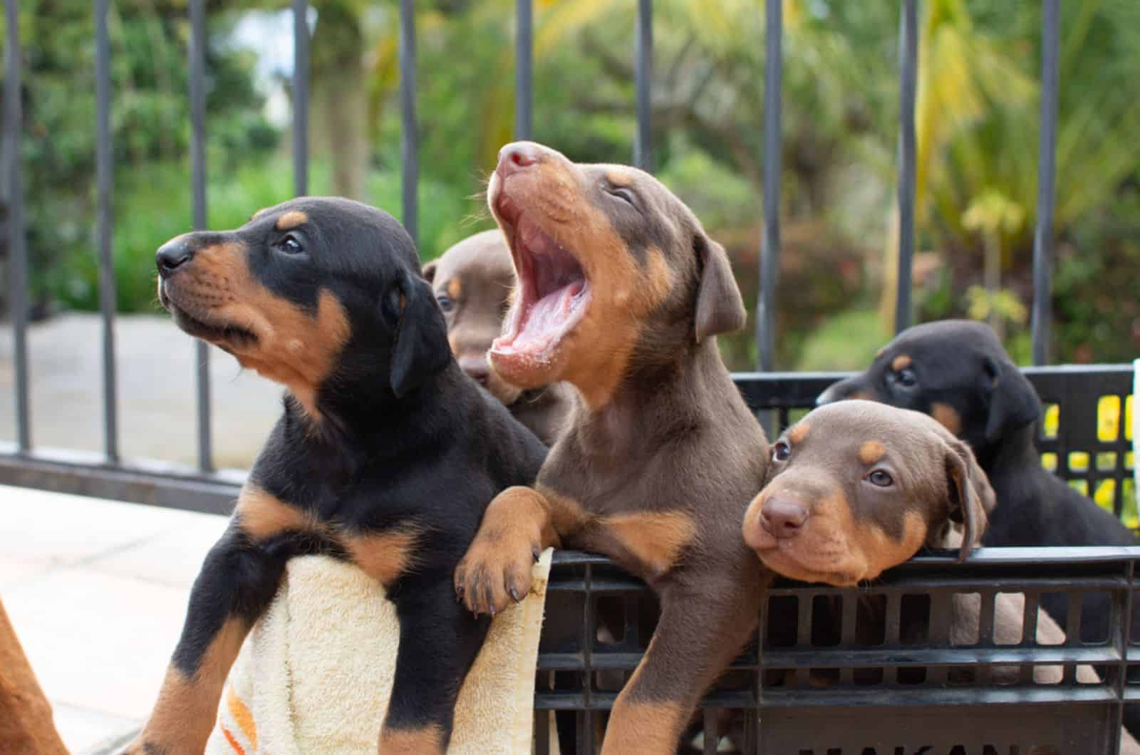 cachorros de doberman sentados en una canasta al aire libre
