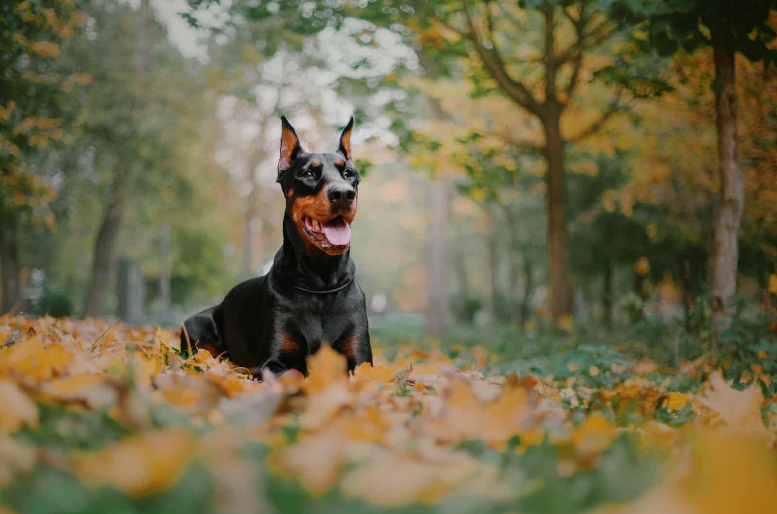 doberman en un campo
