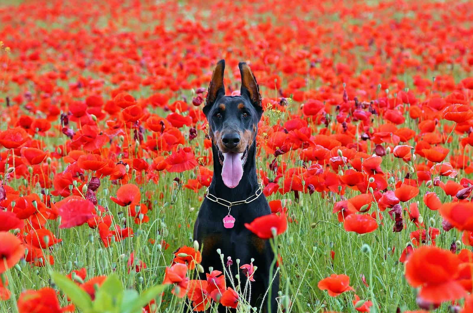 doberman en un campo de amapolas