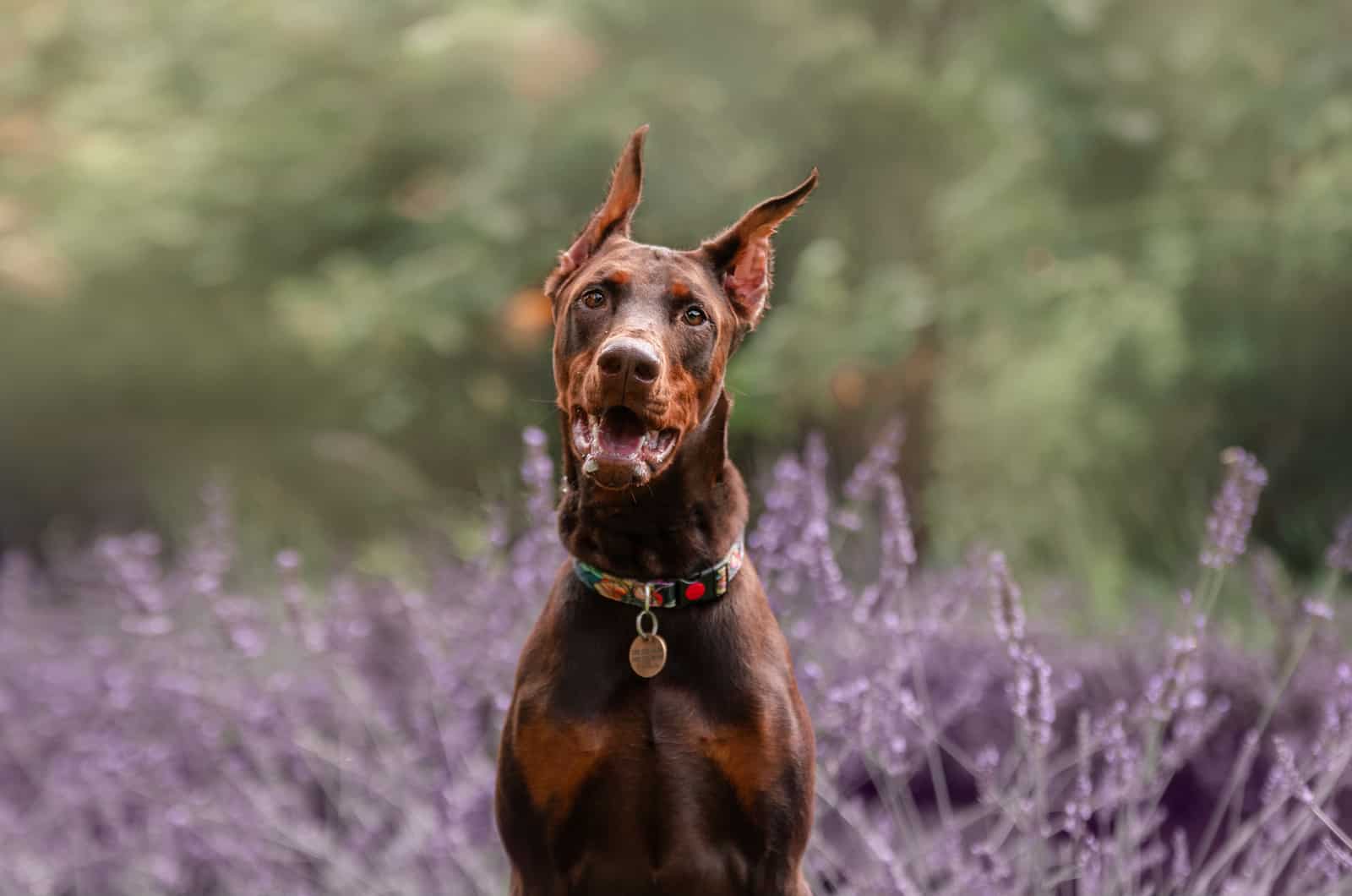 doberman en un campo de lavanda
