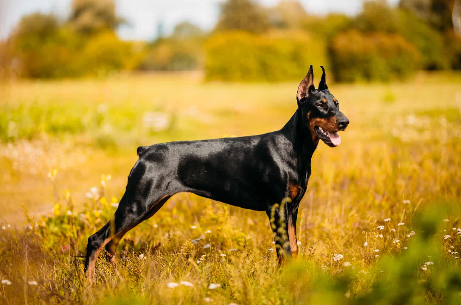 doberman en un campo amarillo