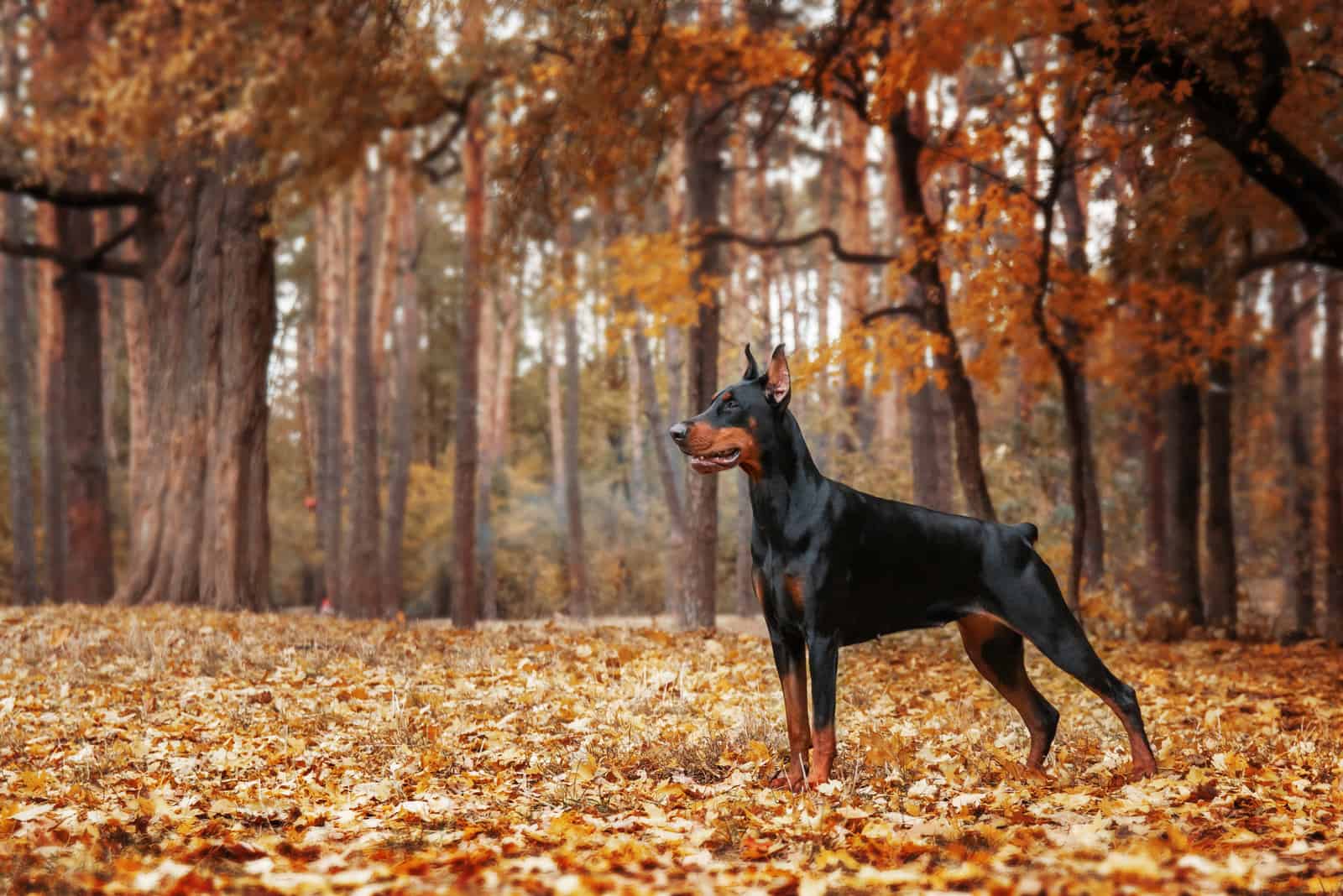 dóberman en otoño