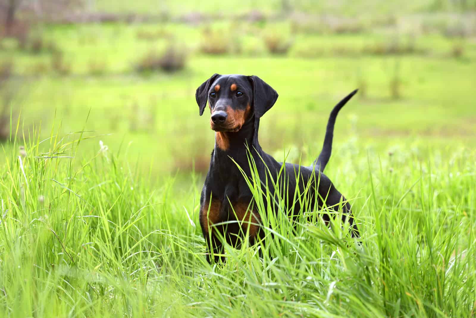 doberman en el césped