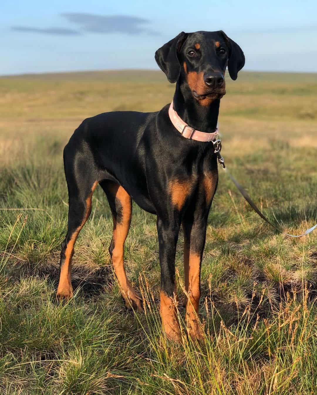 doberman en la naturaleza