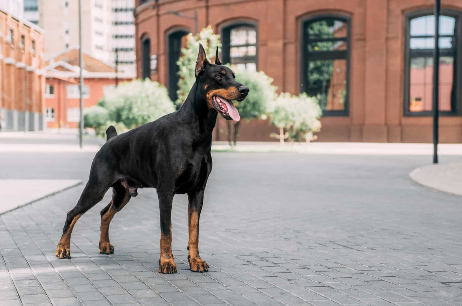 doberman en la ciudad