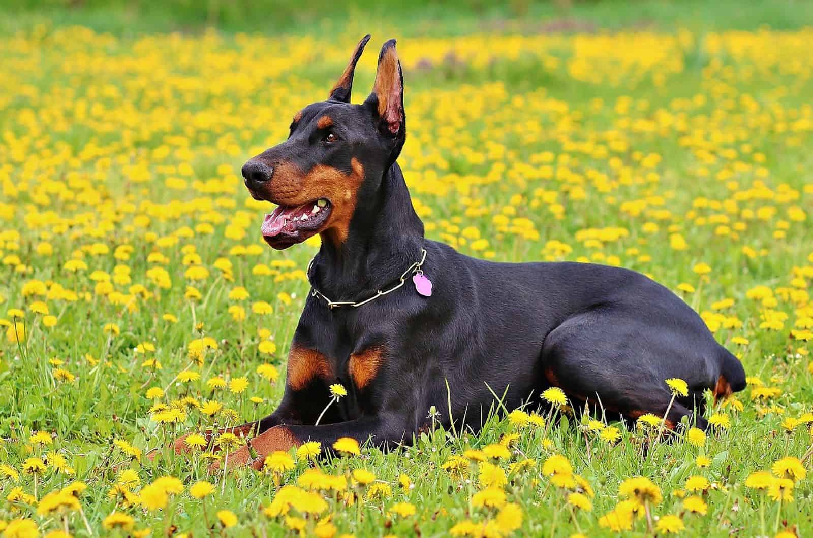 doberman acostado en la hierba