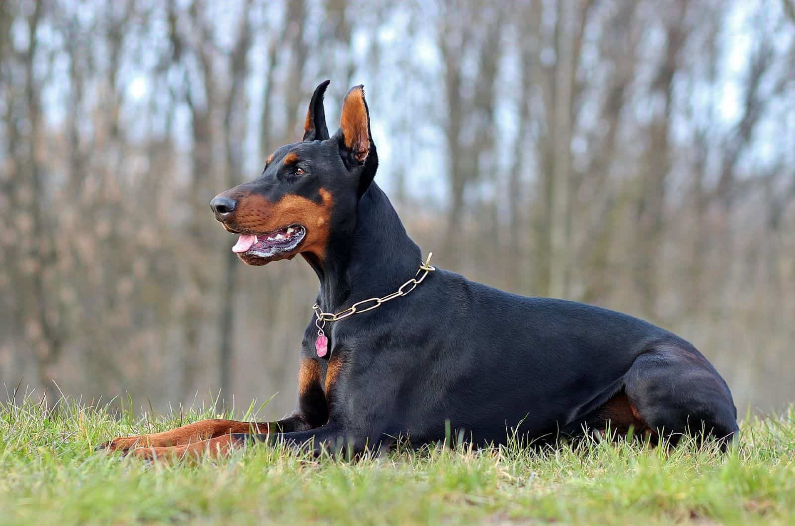doberman acostado en la hierba