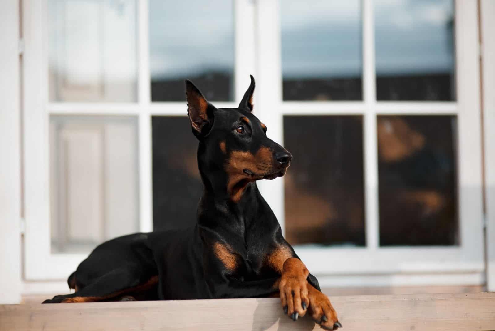 doberman descansando en el porche con las patas cruzadas