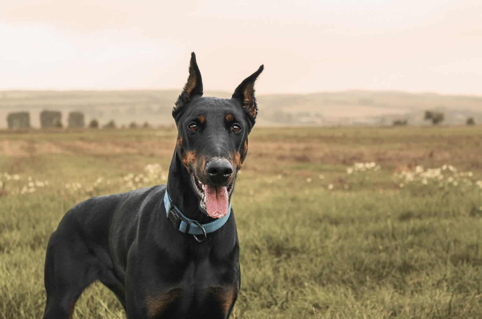 doberman al aire libre
