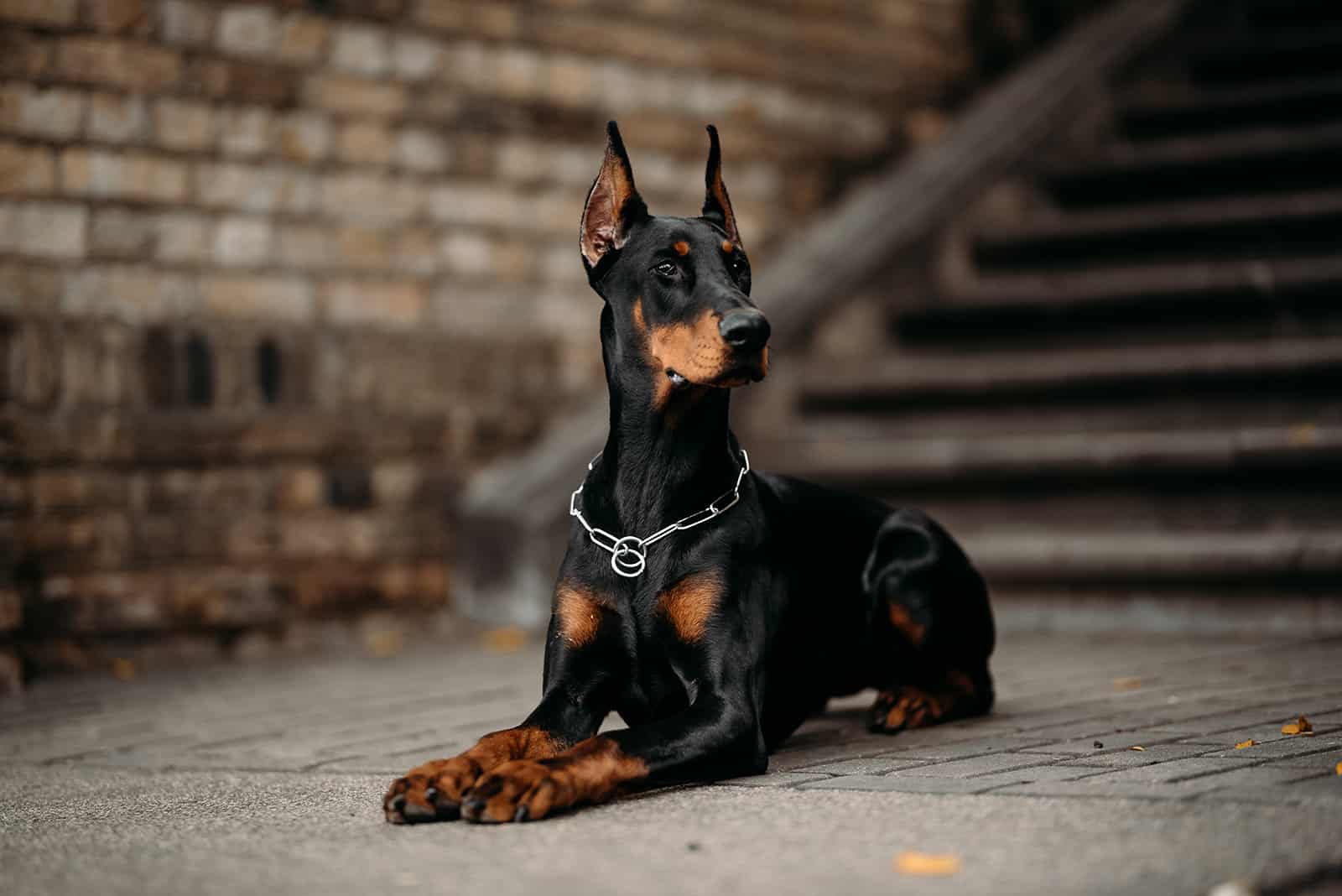 Doberman Pinscher sentado cerca de las escaleras