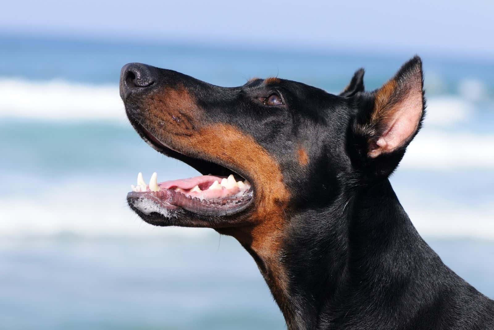 dóberman pinscher mirando hacia arriba de perfil