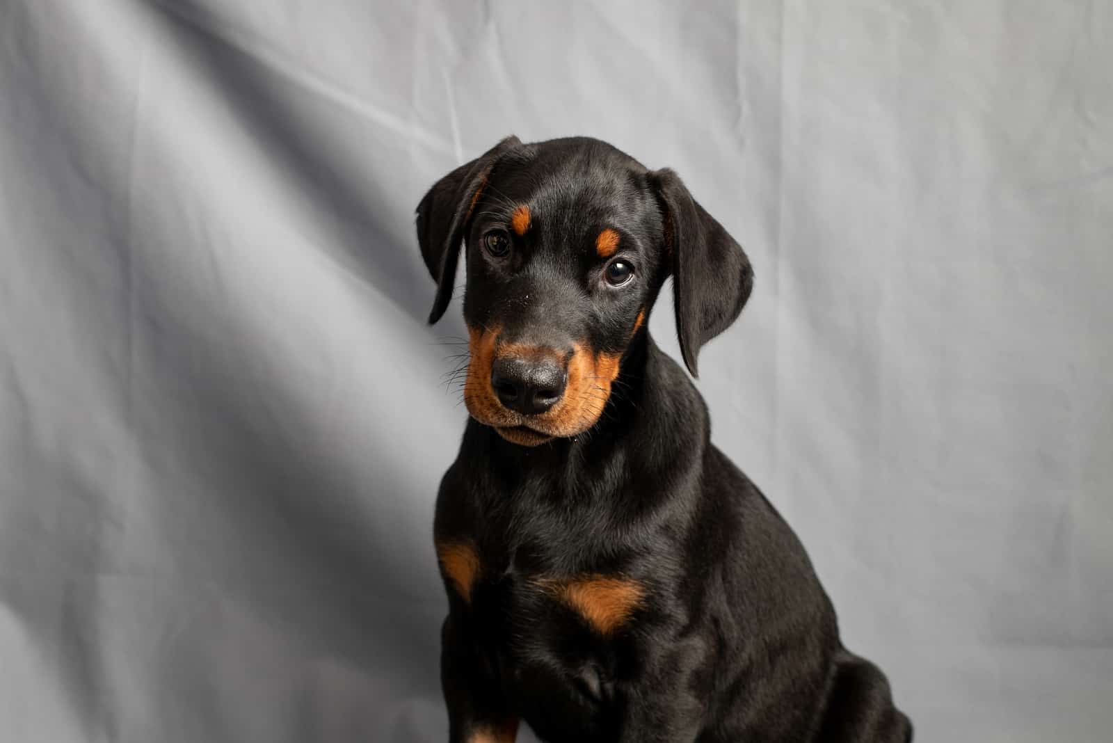 cachorro Doberman Pinscher fotografiado contra un fondo gris
