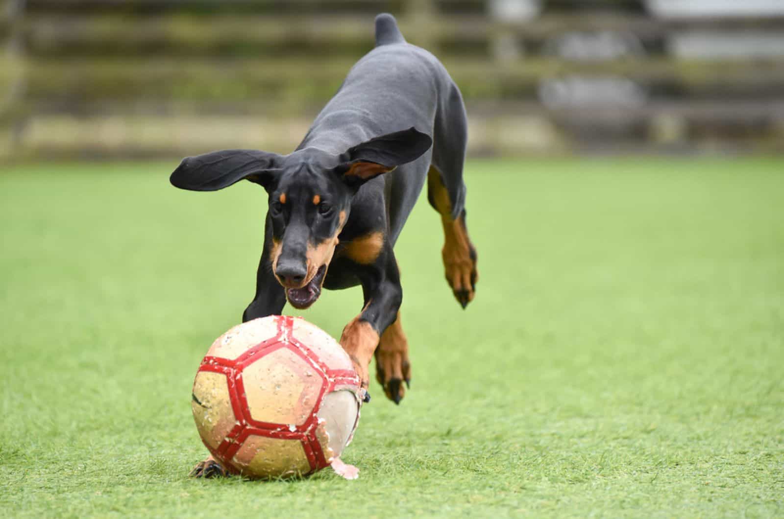 cachorro de doberman jugando con una pelota