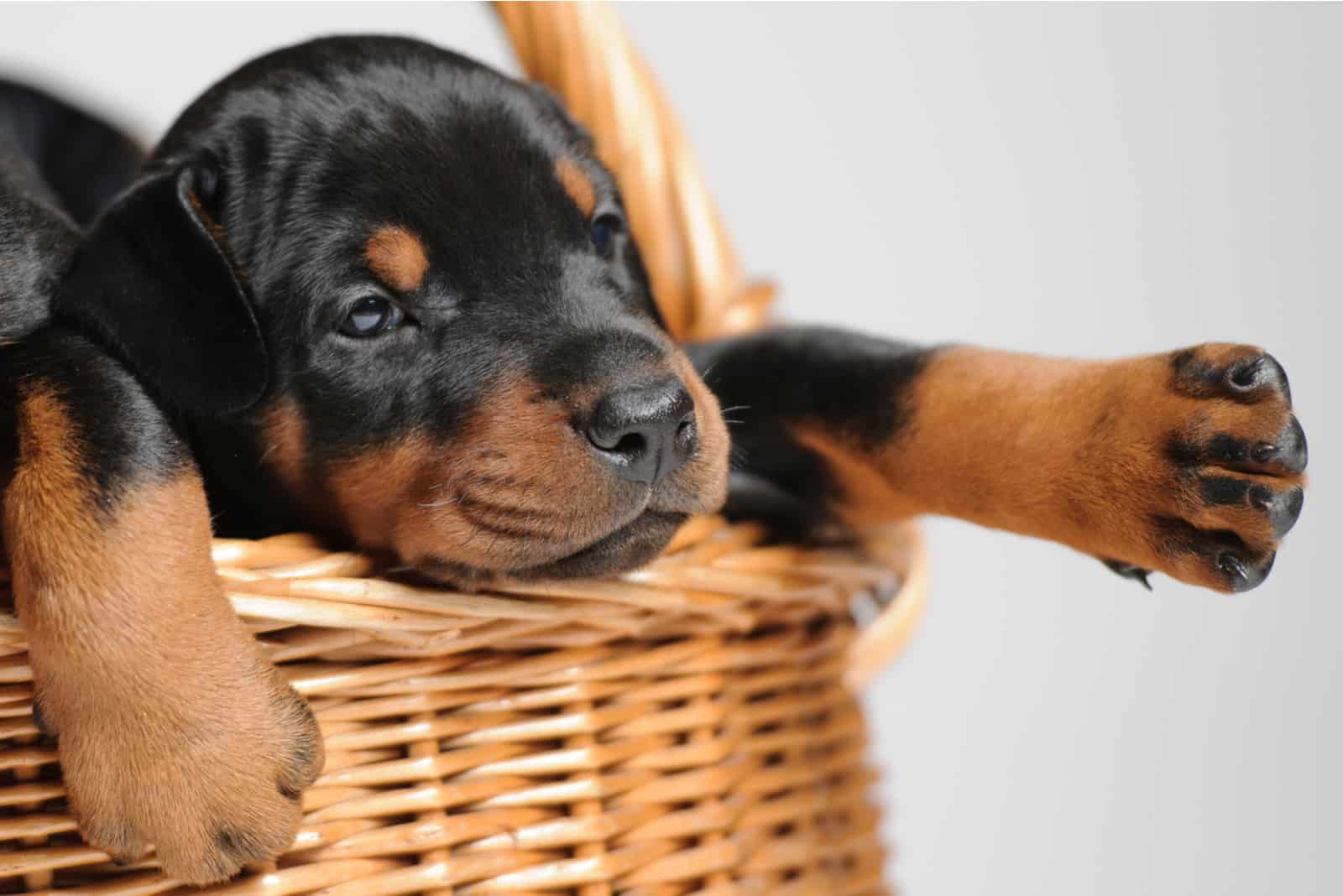cachorro de Doberman en una cesta
