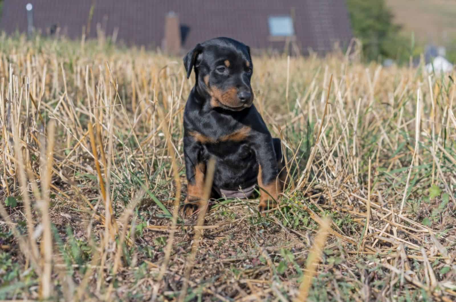 cachorro de doberman sentado en el suelo en la naturaleza