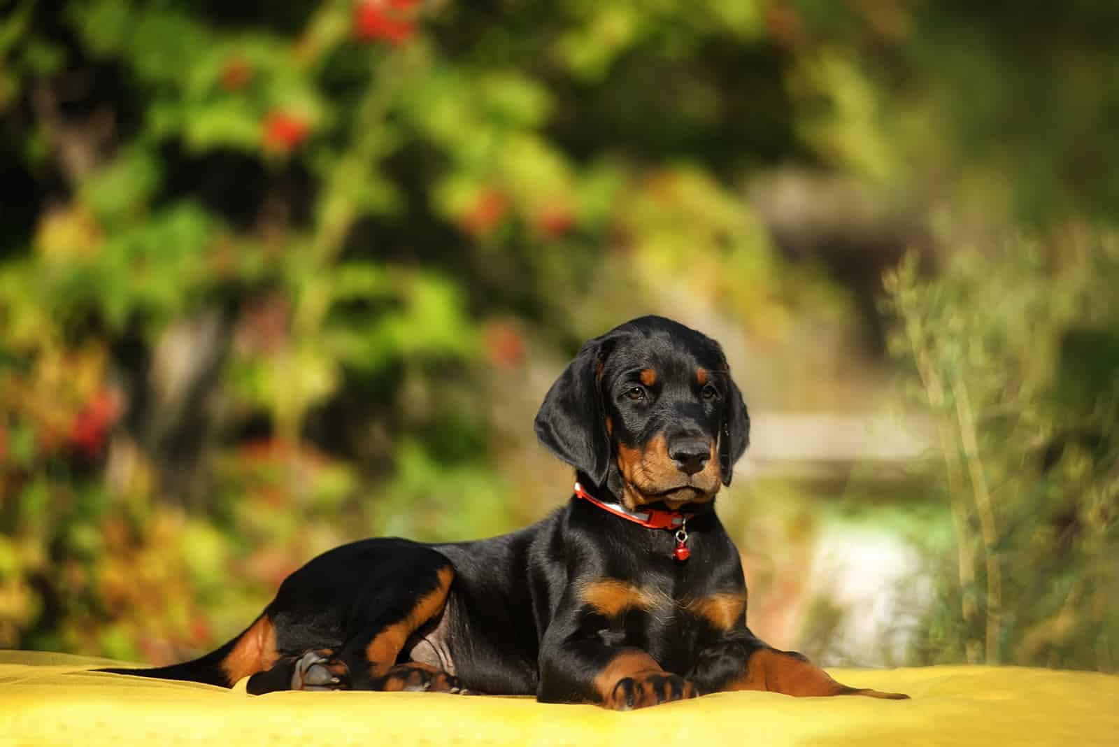 cachorro de doberman con orejas sin cortar