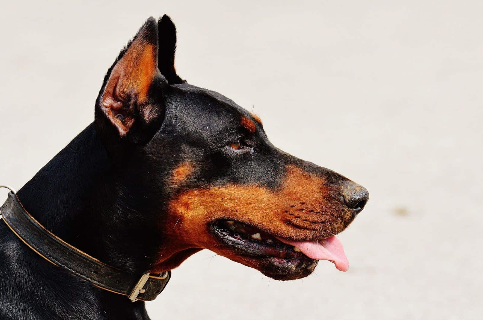 perfil lateral de un doberman