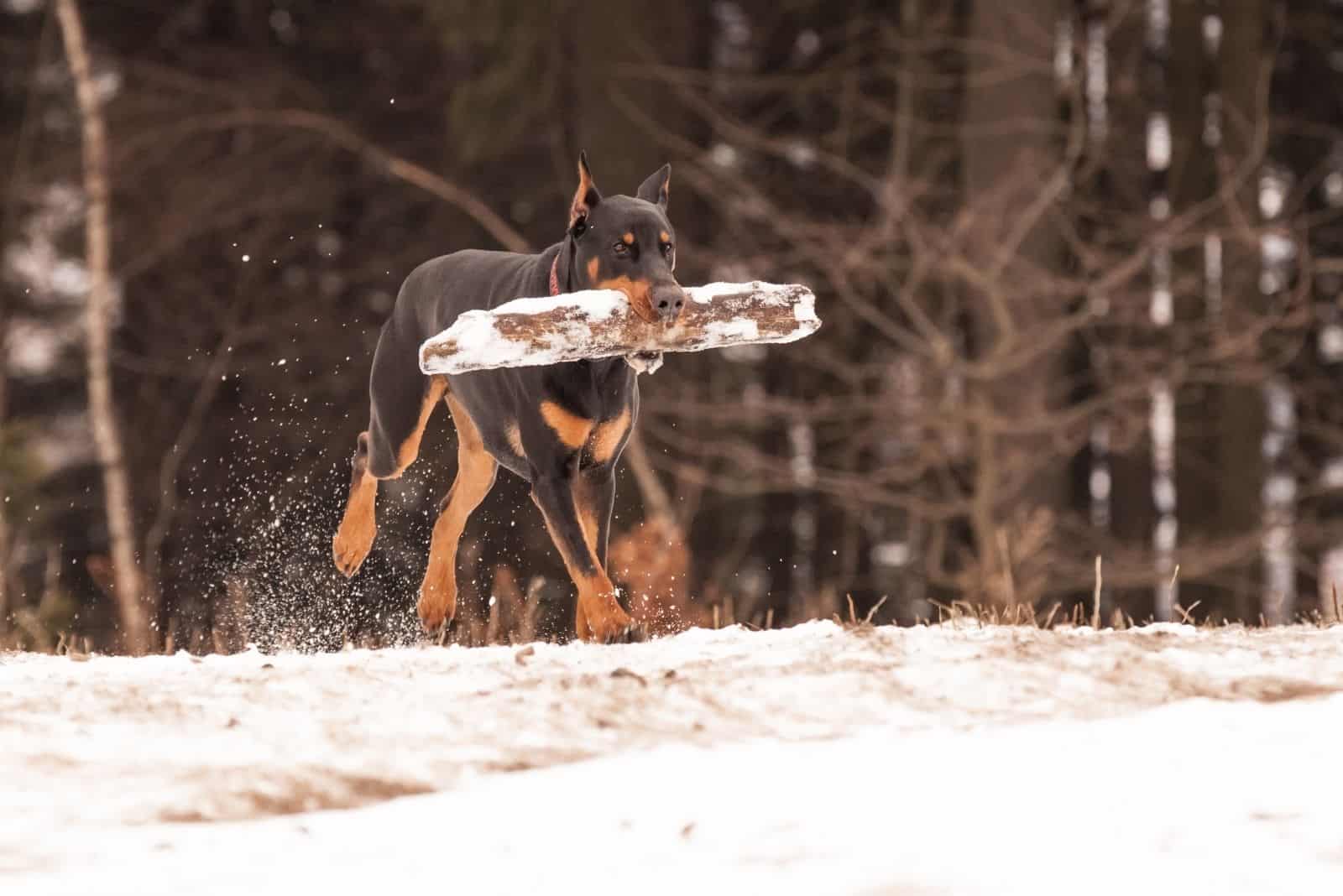 doberman sony caminando con su palo en la boca en la nieve